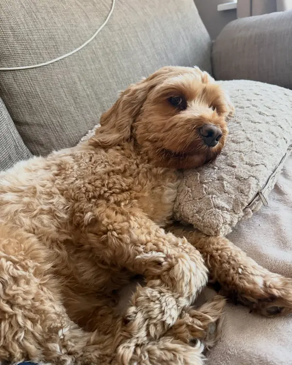 Cockapoo, winner of Sofa Supermodel