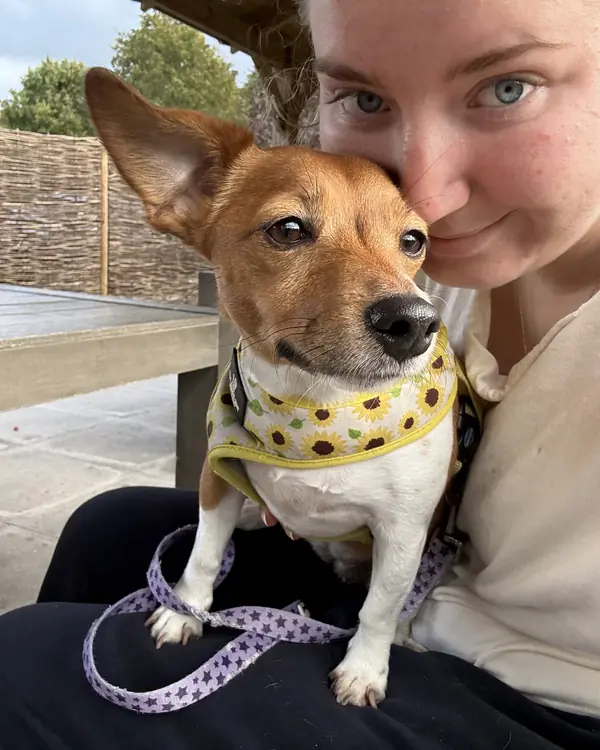 Jack Russell, winner of Best Bandana