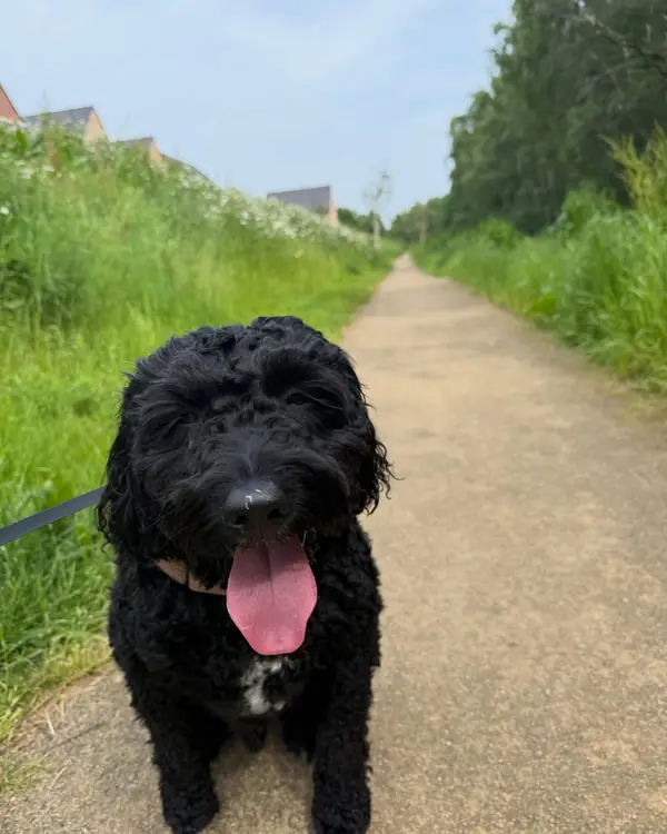 Black cockapoo, winner of Pool Party Champion