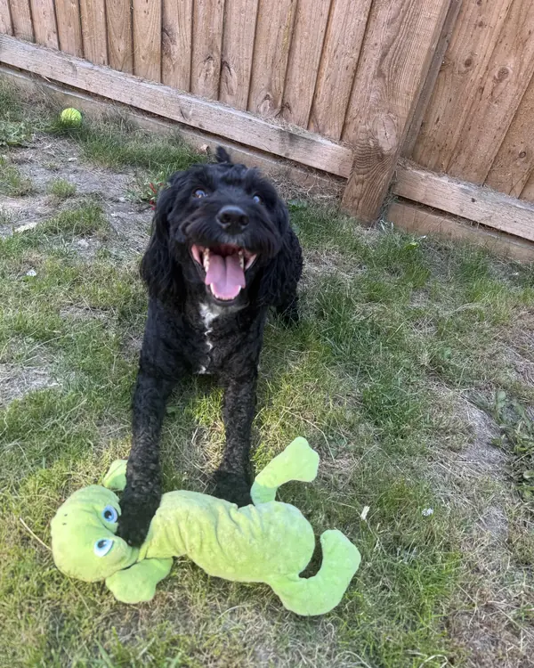Black doodle, winner of Most Loyal (to a Frog)