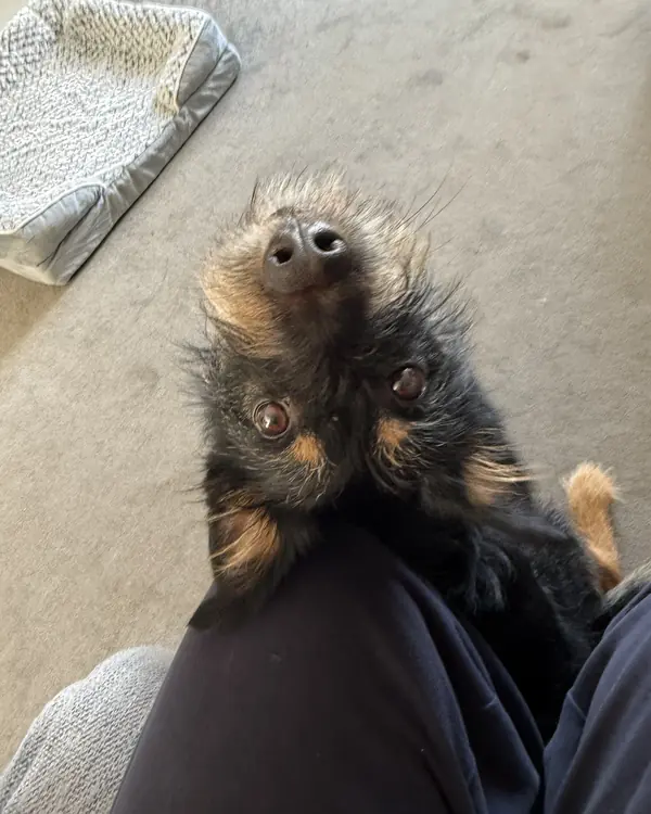 Terrier cross, winner of Belly Rub Champion