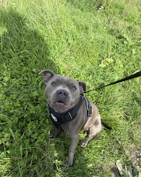 Staffie, winner of Biggest Softie