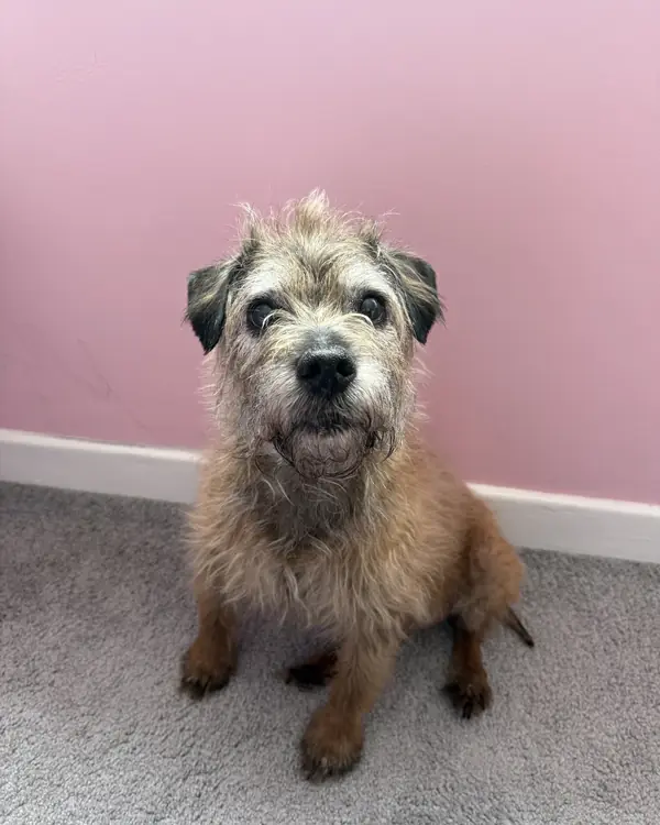 Border terrier, winner of Portrait Professional