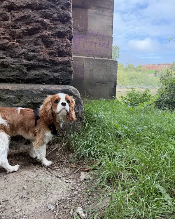 Cavalier King Charles, winner of Best Traveller