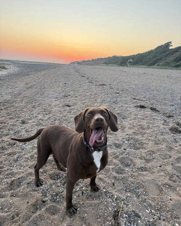 Chocolate cross, winner of Sunrise Beach Champion