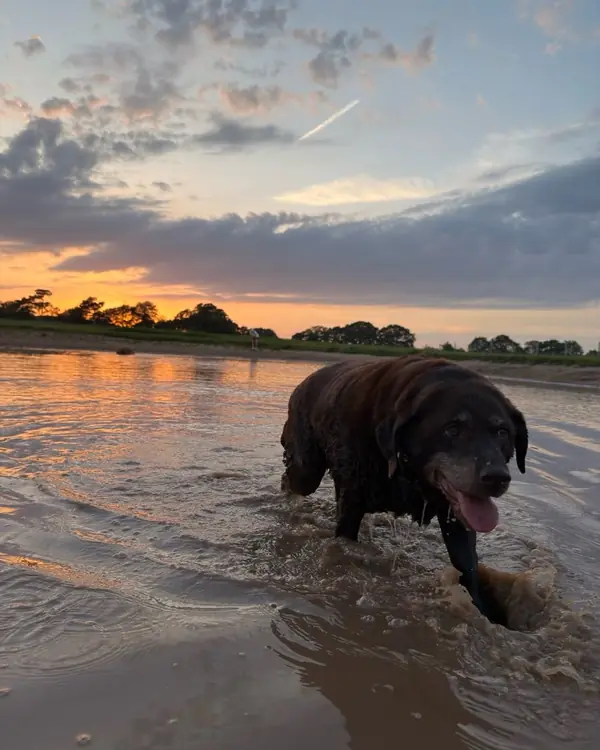 Chocolate labrador, winner of Golden Hour Swimmer