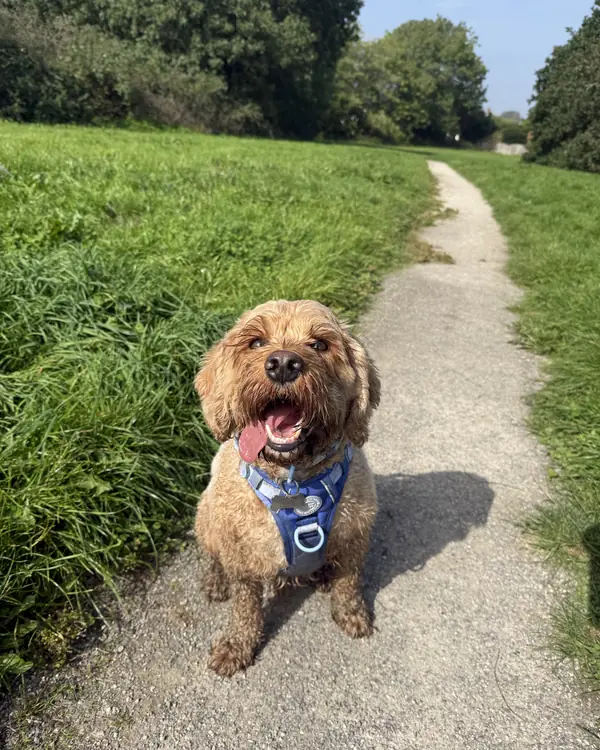 Cockapoo, winner of Bounciest Walker