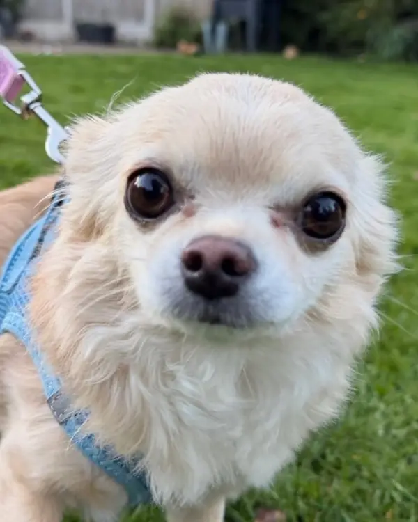 Chihuahua, winner of Biggest Personality