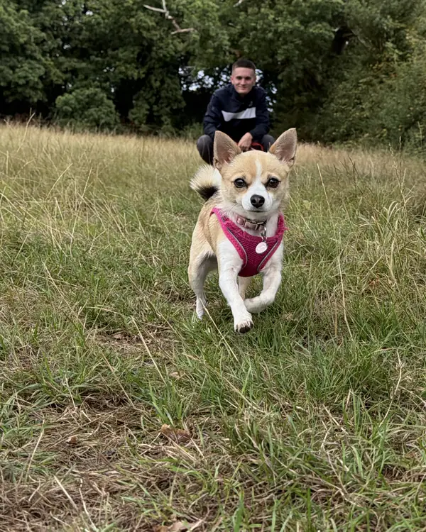 Chihuahua, winner of Little Legs, Big Zoomies