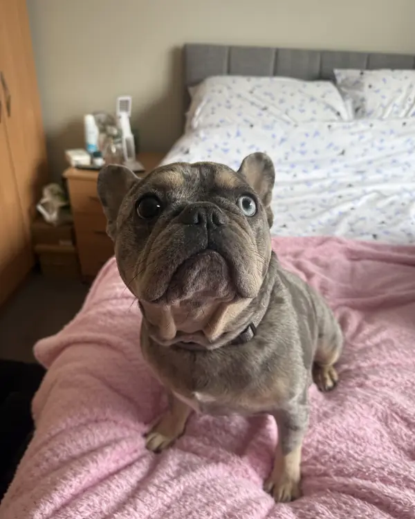 French bulldog, winner of Bed Hog of the Year