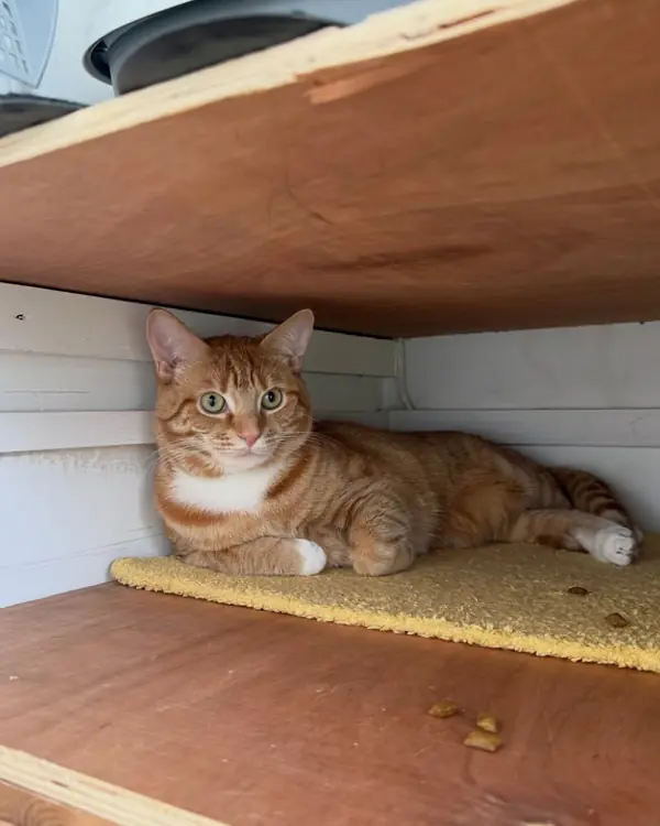 Ginger cat, winner of Shelf Supervisor of the Year