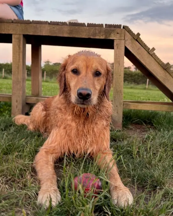 Golden retriever, winner of Agility Ace