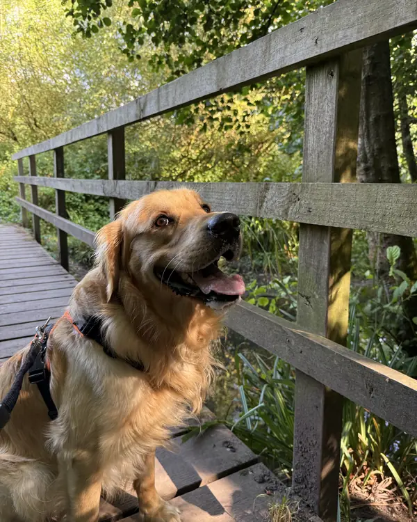 Golden retriever, winner of Chief Bridge Inspector