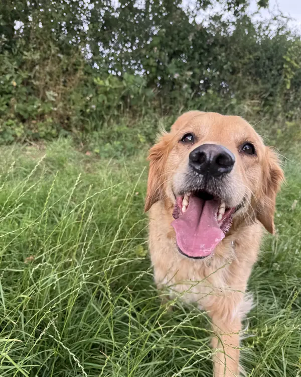 Golden retriever, winner of Biggest Grin