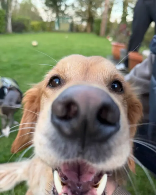 Golden retriever, winner of Best Close-up