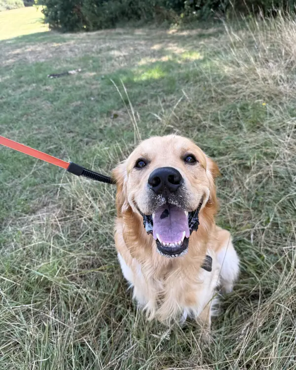 Golden retriever, winner of Smile of the Year