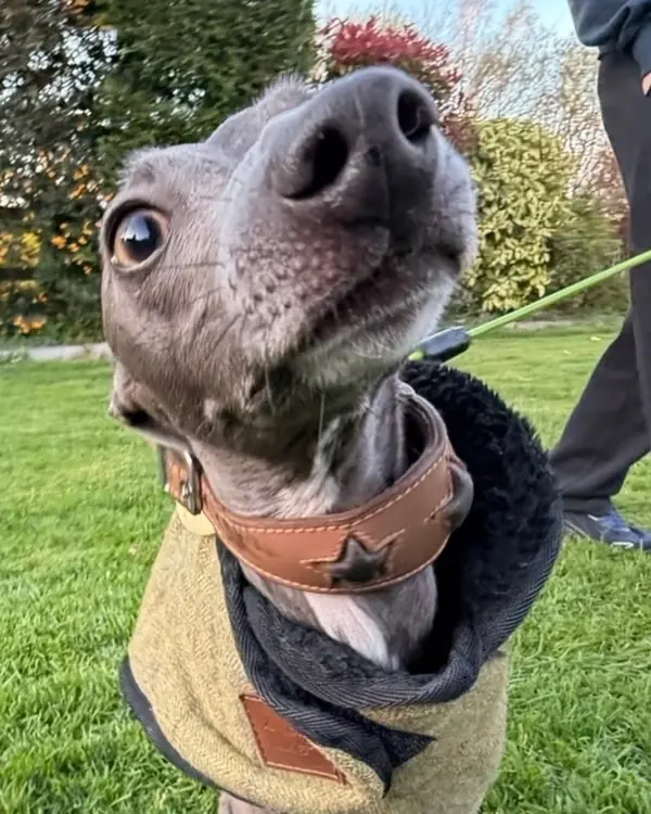 Italian greyhound, winner of Best Dressed