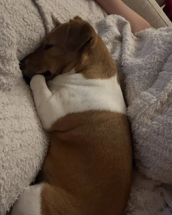 Jack Russell, winner of Best Blanket Burrower