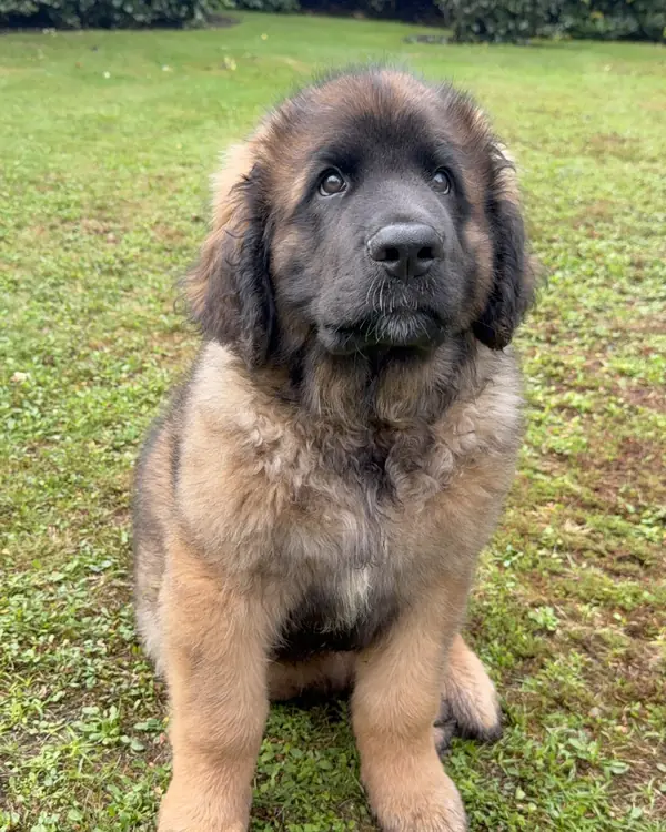 Leonberger puppy, winner of Fluffiest Newcomer