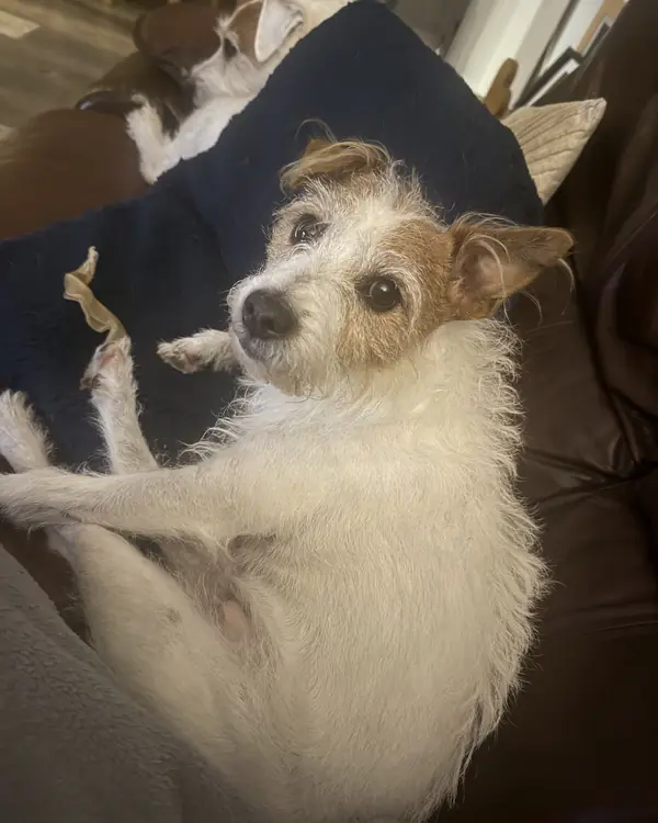 Jack Russell, winner of Cushion Finder General