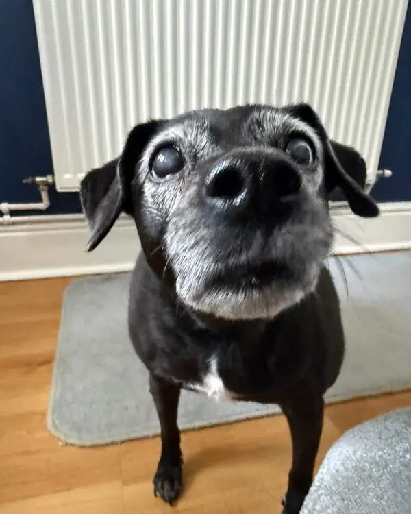 Senior pup, winner of Golden Oldie Award