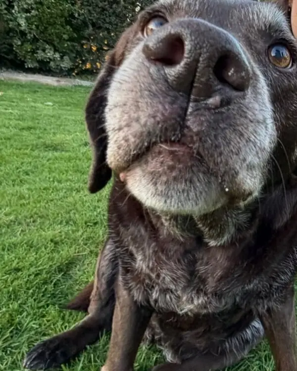 Senior labrador, winner of Wisest Nose