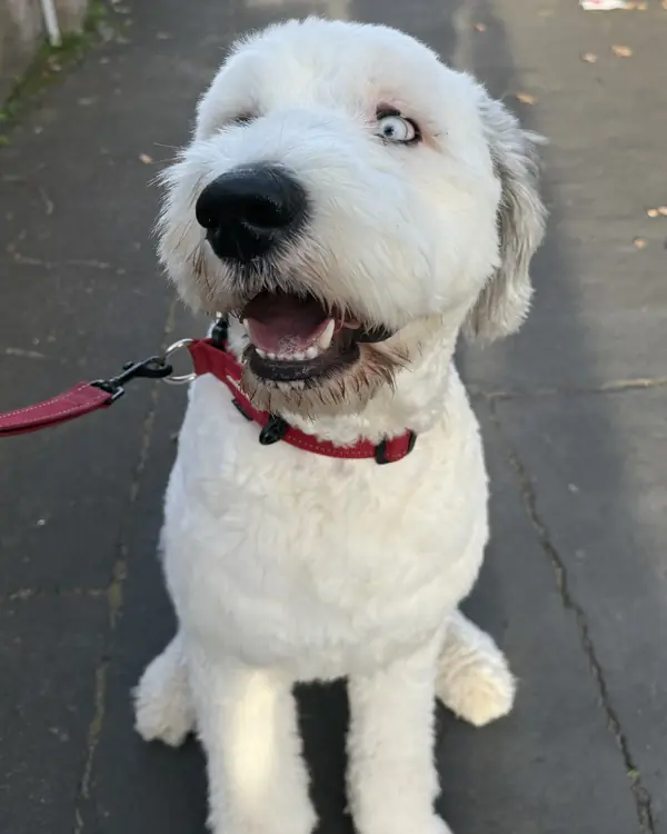 Sheepadoodle, winner of Catwalk Award