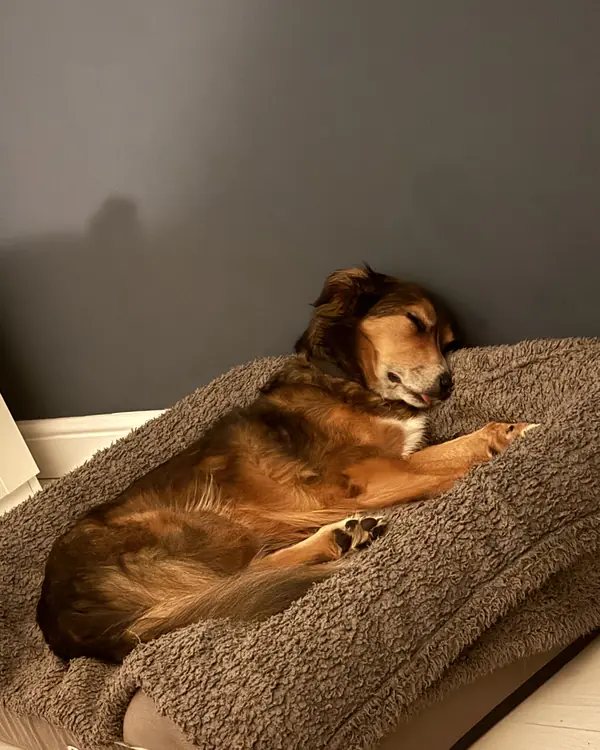 Snoozer, winner of Nap Hall of Fame