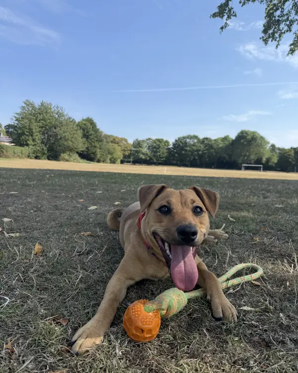 Tan puppy, winner of Puppy Power Award