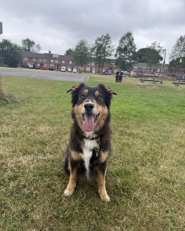 Collie cross, winner of Best Fox Impression
