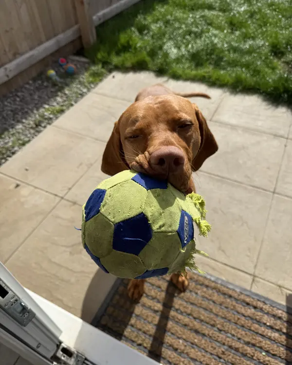 Vizsla, winner of The Golden Boot