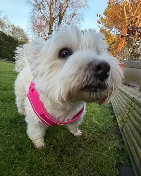 Westie, winner of Best Accessorised