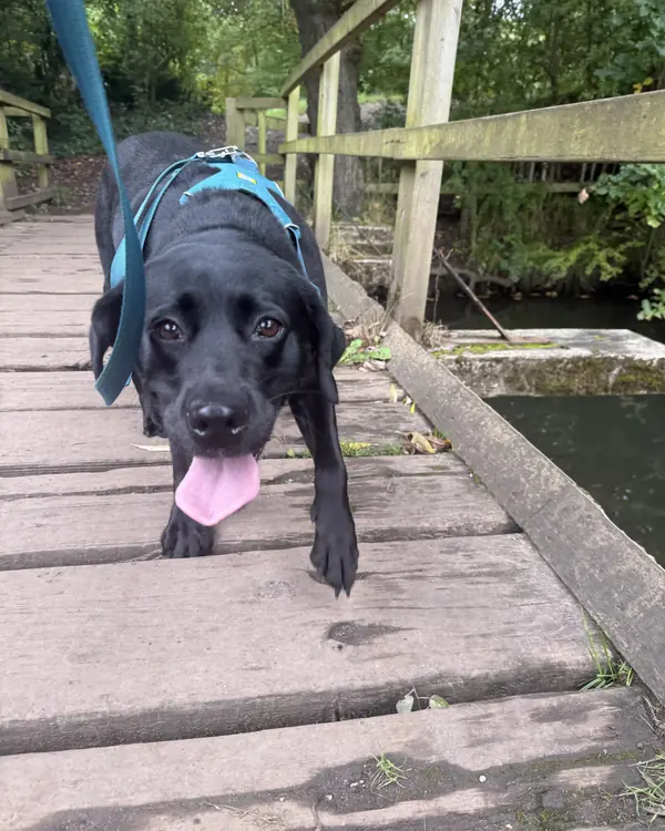 Black labrador, winner of Tongue-out Trotter